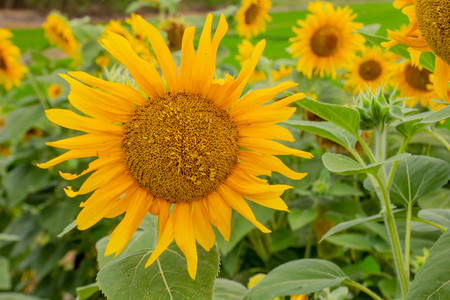 Sunflowers or Helianthus annuus .の写真素材