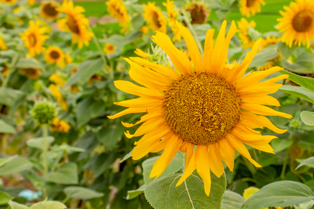 Sunflowers or Helianthus annuus .の写真素材
