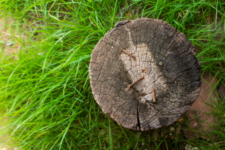 Hammering nails on a log in gardejn.の写真素材