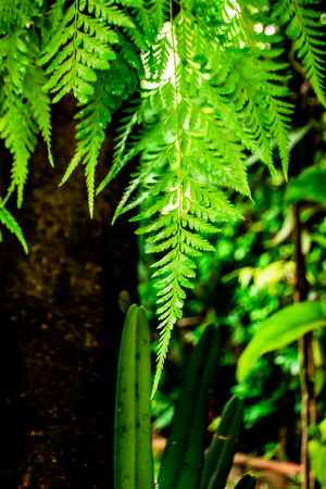 Green leaves in the garden.の写真素材
