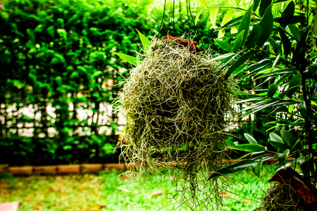 Green leaves in the garden.の写真素材
