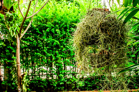 Green leaves in the garden.の写真素材