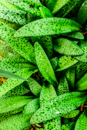 Green leaves in the garden.の写真素材