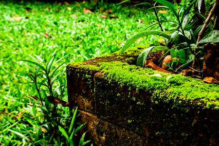 Green leaves in the garden.の写真素材