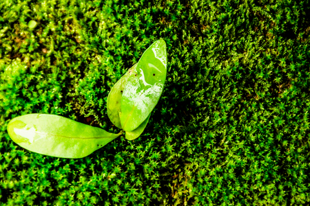 Green leaves in the garden.の写真素材