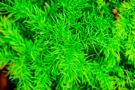 Green leaves in the garden.の写真素材