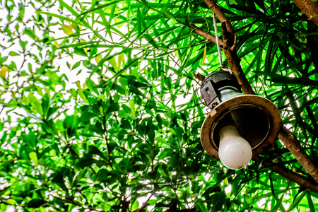 Round light bulbs for illumination at nightの写真素材