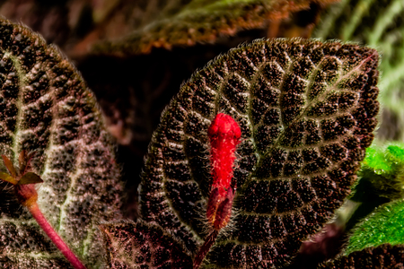 Episcia cupreata (Hook.) Hanst in garden.の写真素材