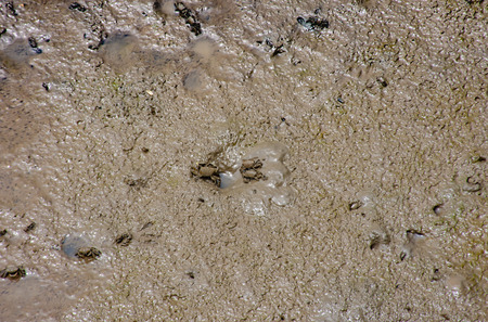 Small Crab in the sea at Bang Poo, Samut Prakan.