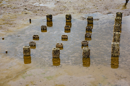 The piers with oysters in the sea.
