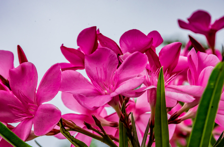 Pink Nerium oleander L. flower in garden.の写真素材