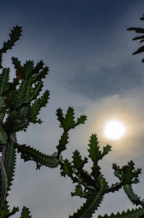 The morning sun was cloud cover behind a Cactus.の写真素材