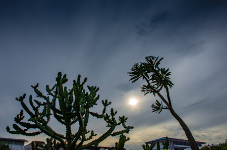 The morning sun was cloud cover behind a Cactus.の写真素材