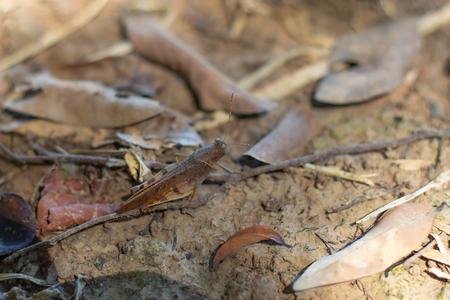 Brown grasshopper on the groundの写真素材