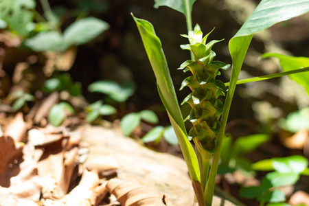 Curcuma alismatifolia On the Moutain.の写真素材