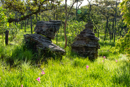 Curcuma alismatifolia On the Moutain at  Sai Thong National Park Thailand.の写真素材