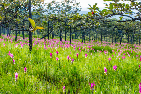 Curcuma alismatifolia On the Moutain at  Sai Thong National Park Thailand.の写真素材