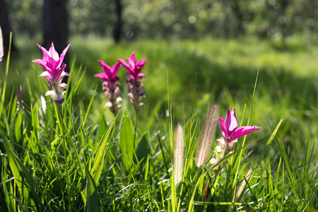 Curcuma alismatifolia On the Moutain at  Sai Thong National Park Thailand.の写真素材