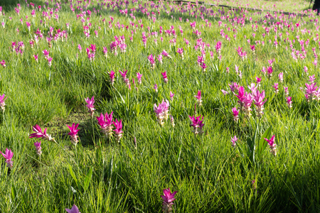 Curcuma alismatifolia On the Moutain at  Sai Thong National Park Thailand.の写真素材