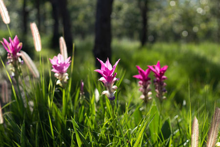 Curcuma alismatifolia On the Moutain at  Sai Thong National Park Thailand.の写真素材
