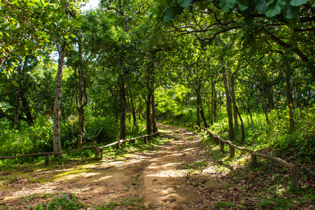 In the forest on the mountain.の写真素材