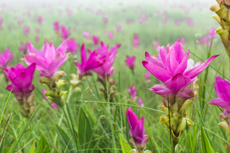 Curcuma alismatifolia and mist on the Moutain at  Sai Thong National Park Thailand.の写真素材