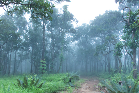 Walkway Mist on the mountain at  Sai Thong National Park Thailand.の写真素材