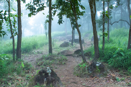 Walkway Mist on the mountain at  Sai Thong National Park Thailand.の写真素材
