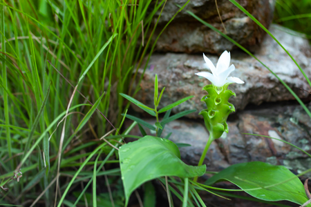 Curcuma alismatifolia and mist on the Moutain at  Sai Thong National Park Thailand.の写真素材