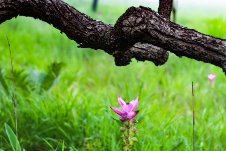 Curcuma alismatifolia and mist on the Moutain at  Sai Thong National Park Thailand.の写真素材