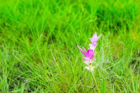 Curcuma alismatifolia and mist on the Moutain at  Sai Thong National Park Thailand.の写真素材