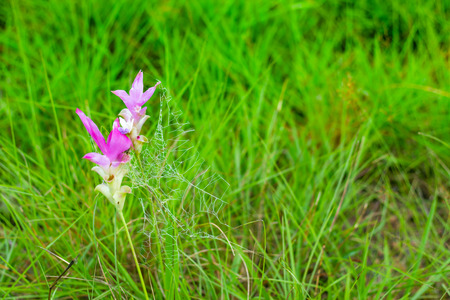 Curcuma alismatifolia and mist on the Moutain at  Sai Thong National Park Thailand.の写真素材