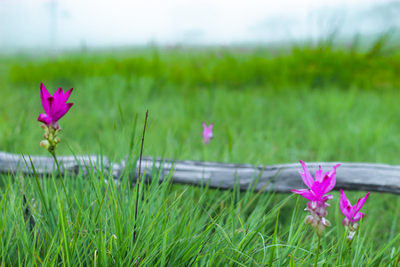 Curcuma alismatifolia and mist on the Moutain at  Sai Thong National Park Thailand.の写真素材