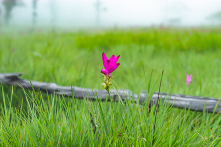 Curcuma alismatifolia and mist on the Moutain at  Sai Thong National Park Thailand.の写真素材