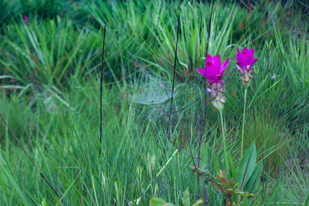 Curcuma alismatifolia and mist on the Moutain at  Sai Thong National Park Thailand.の写真素材