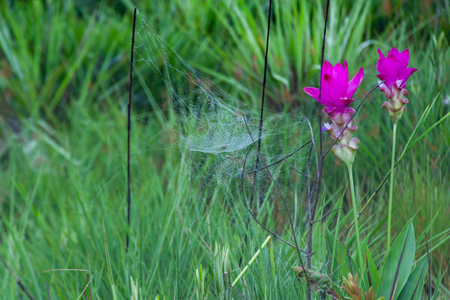 Curcuma alismatifolia and mist on the Moutain at  Sai Thong National Park Thailand.の写真素材