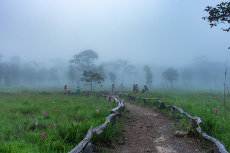Curcuma alismatifolia and mist on the Moutain at  Sai Thong National Park Thailand.の写真素材