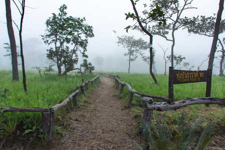 Curcuma alismatifolia and mist on the Moutain at  Sai Thong National Park Thailand.の写真素材