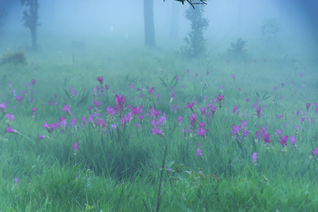 Curcuma alismatifolia and mist on the Moutain at  Sai Thong National Park Thailand.の写真素材