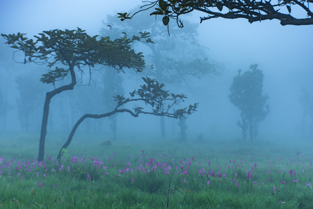 Curcuma alismatifolia and mist on the Moutain at  Sai Thong National Park Thailand.の写真素材