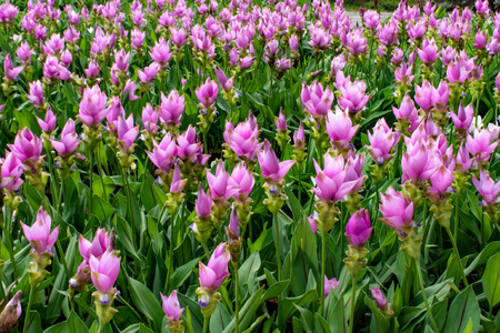 Curcuma alismatifolia On the Moutain at  Sai Thong National Park Thailand.の写真素材