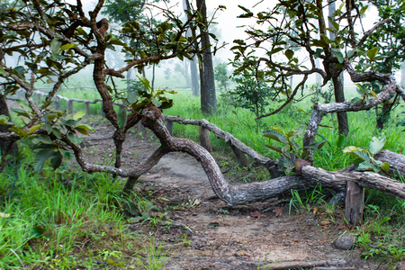 The corridor with a tree in the way on the mountain at  Sai Thong National Park Thailand.の写真素材