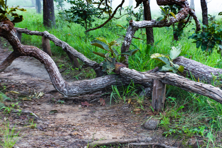 The corridor with a tree in the way on the mountain at  Sai Thong National Park Thailand.の写真素材
