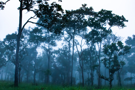 Trees and mist on the Moutain at Sai Thong National Park Thailand.の写真素材