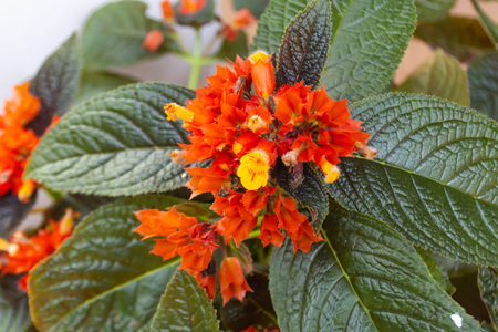 Orange Flower or Chrysothemis pulchella (Donn ex Sims) Decne in garden.の写真素材