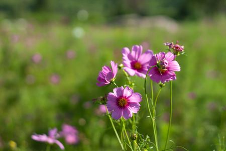 Cosmos bipinnatus in garden at Chiyaphum in Thailand.の写真素材