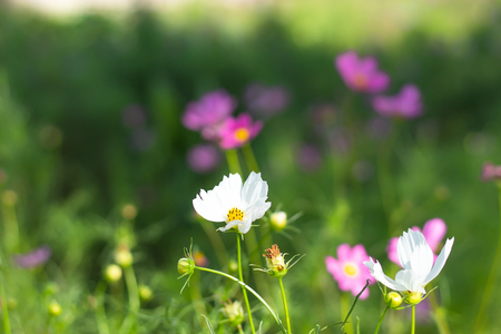Cosmos bipinnatus in garden at Chiyaphum in Thailand.の写真素材