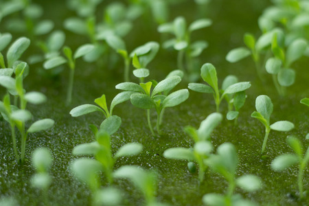 Seedlings growing salad vegetables in a sponge.の写真素材