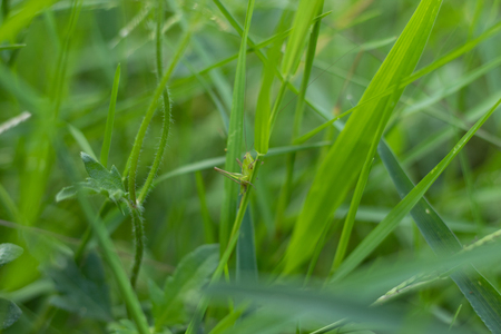 Grasshopper on the green grassの写真素材