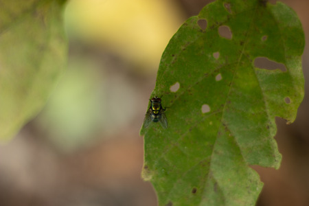Green flies on the leaves in garden.の写真素材